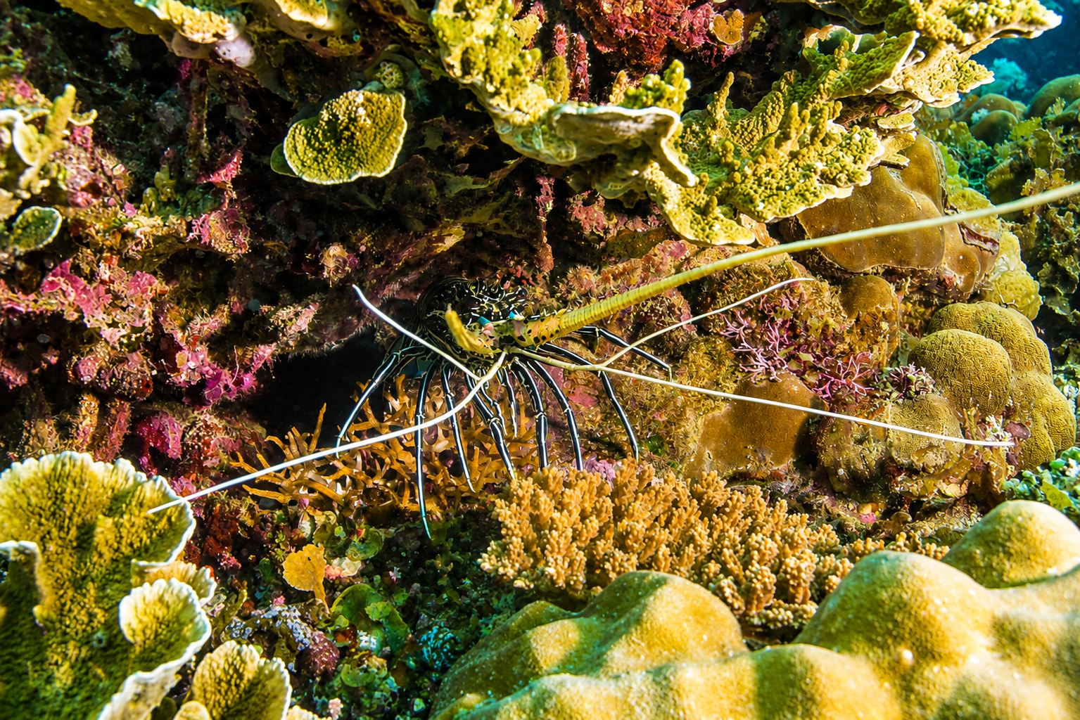 Diving among reef fish in Palawan
